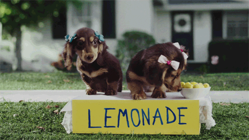 Happy Birthday Dachshund Cuties Selling Lemonade GIF