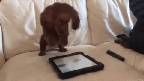 Happy Birthday Dachshund Energy Burst Puppy GIF