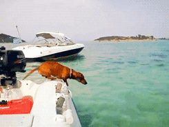Happy Birthday Dachshund Jump To Sea GIF