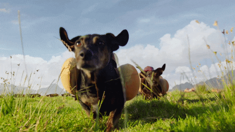 Happy Birthday Dachshund Jumping Bun Costume GIF