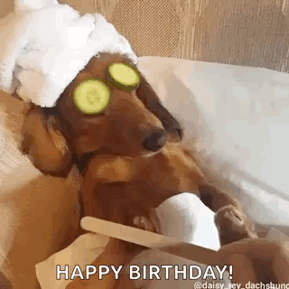 Happy Birthday Dachshund Pamper Day GIF