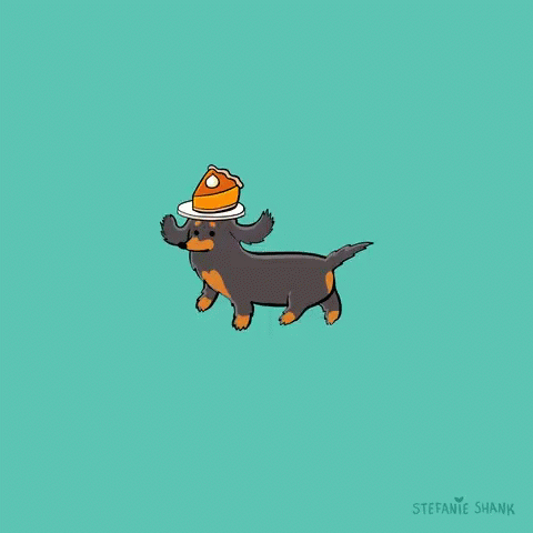 Happy Birthday Dachshund Pie In Head Exhibition GIF