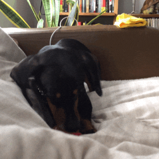Happy Birthday Dachshund Playing Ball GIF