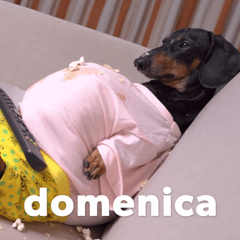 Happy Birthday Dachshund Pregnant GIF