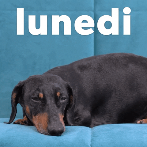 Happy Birthday Dachshund Resting Lunedi GIF