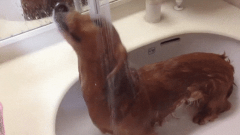 Happy Birthday Dachshund Sink Bath GIF