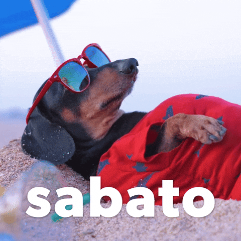 Happy Birthday Dachshund Sun Bathing Sabato GIF