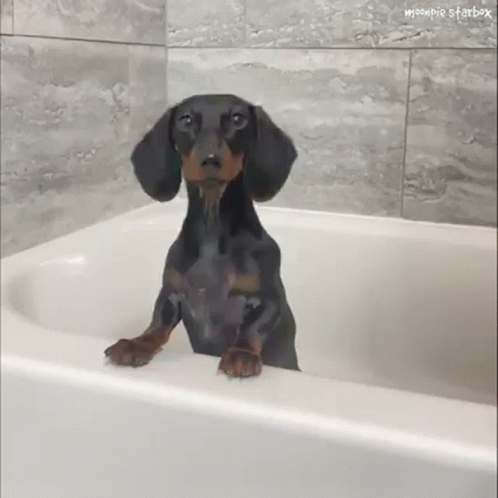 Happy Birthday Dachshund Swallowed Cube Whole GIF