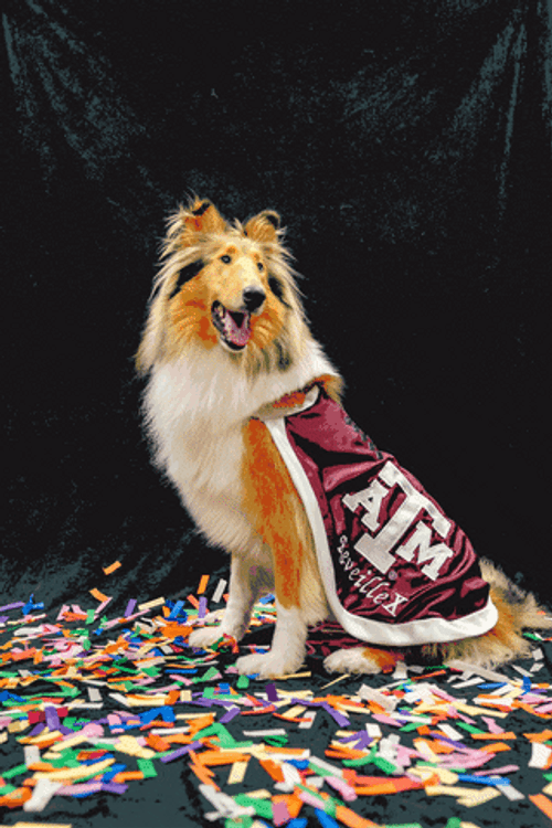 Happy Birthday Dog Confetti GIF