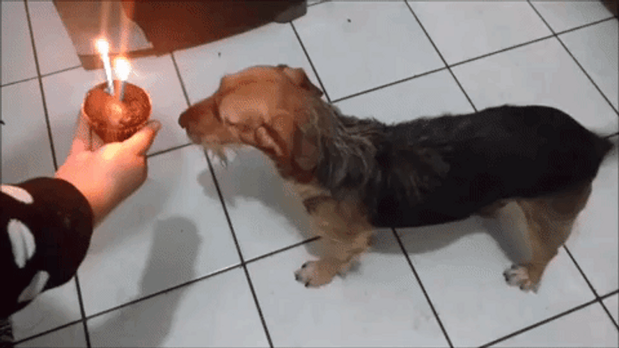 Happy Birthday Dog Cupcake GIF