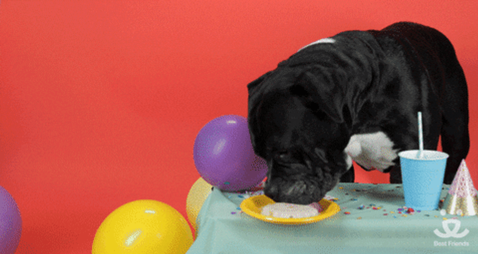 Happy Birthday Dog Licking Plate GIF