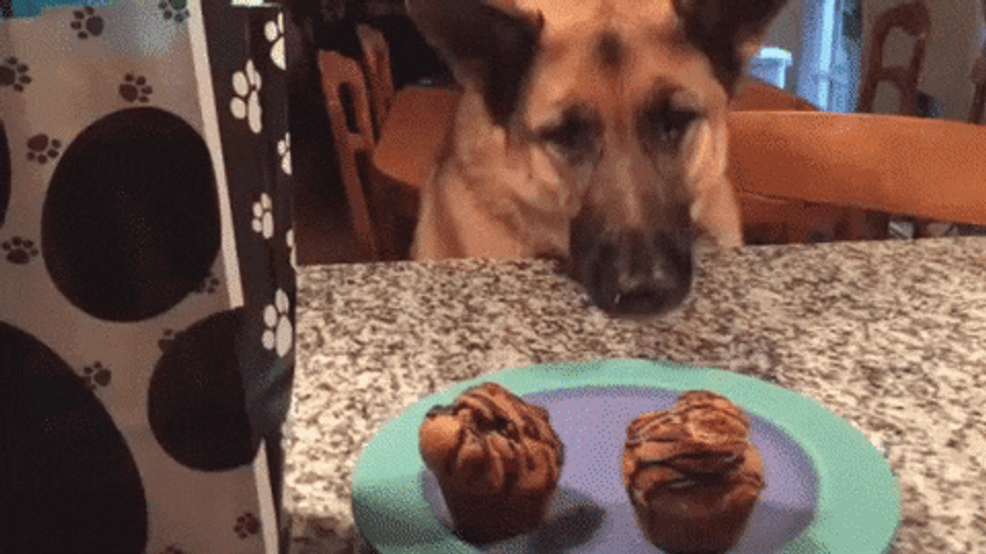 Happy Birthday Dog Reaching Cupcake GIF