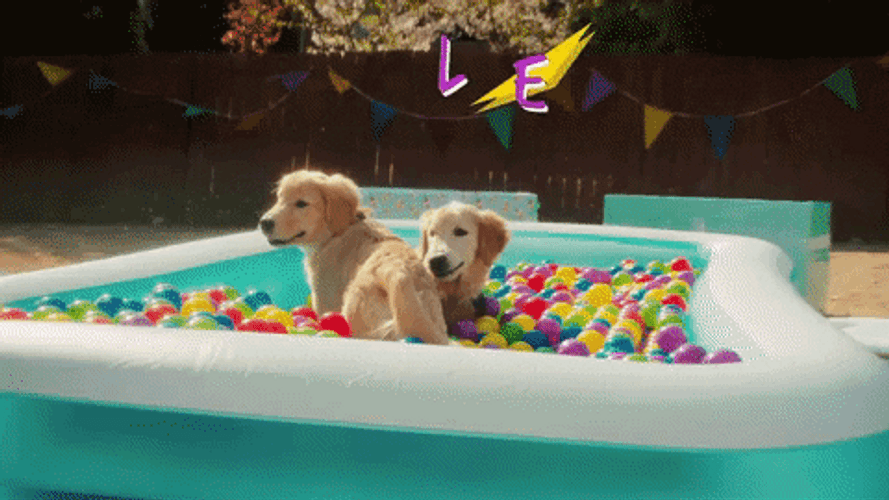 Happy Birthday Dogs Balls Toy Pool GIF