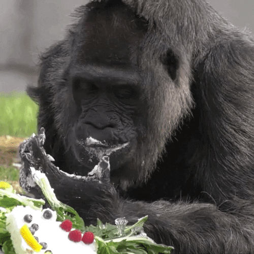 Happy Birthday Funny Animal Gorilla Eating Cake GIF