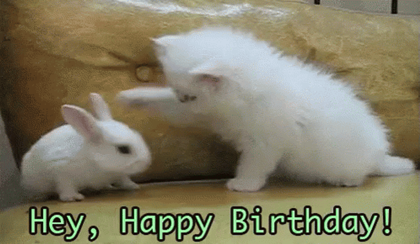 Happy Birthday Funny Animals Cat Poking Rabbit GIF