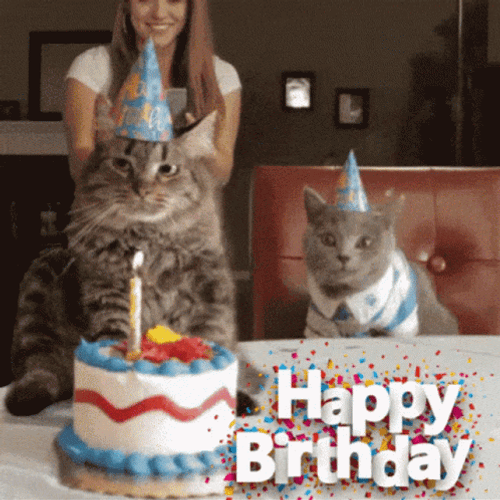 Happy Birthday Funny Cat Mean Cake Throw GIF
