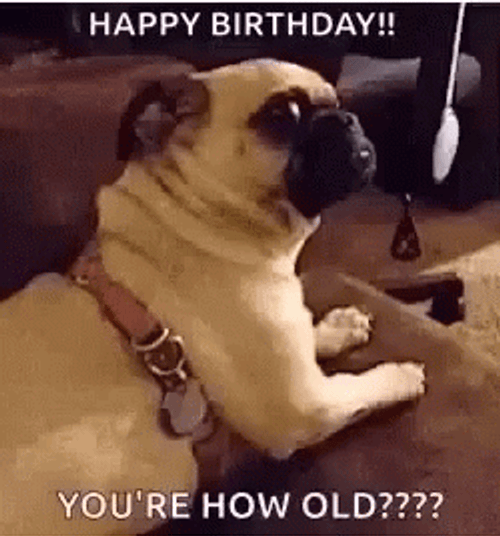 Happy Birthday Funny Confused Pug GIF