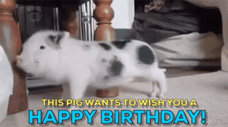 Happy Birthday Funny Dancing Pig Greeting GIF