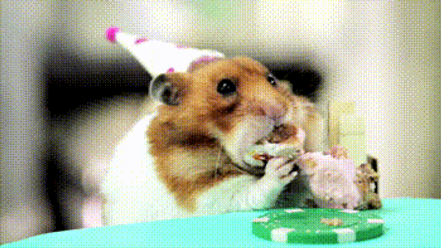 Happy Birthday Funny Hamster Eating Cake GIF