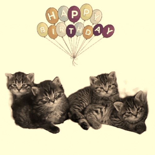 Happy Birthday Funny Joke Age Cute Cats GIF