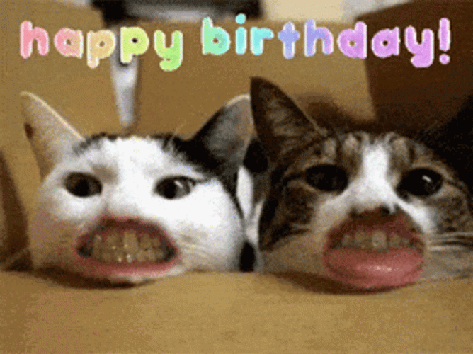 Happy Birthday Funny Mouth Cute Cats GIF