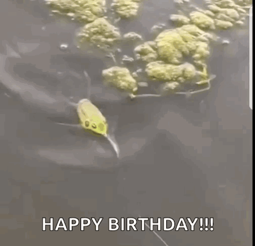 Happy Birthday Game Fishing Video Clip GIF