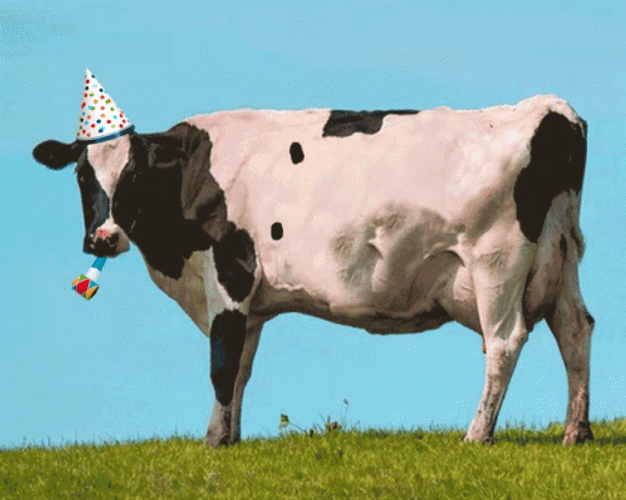 Happy Birthday Greeting Animal Cow GIF