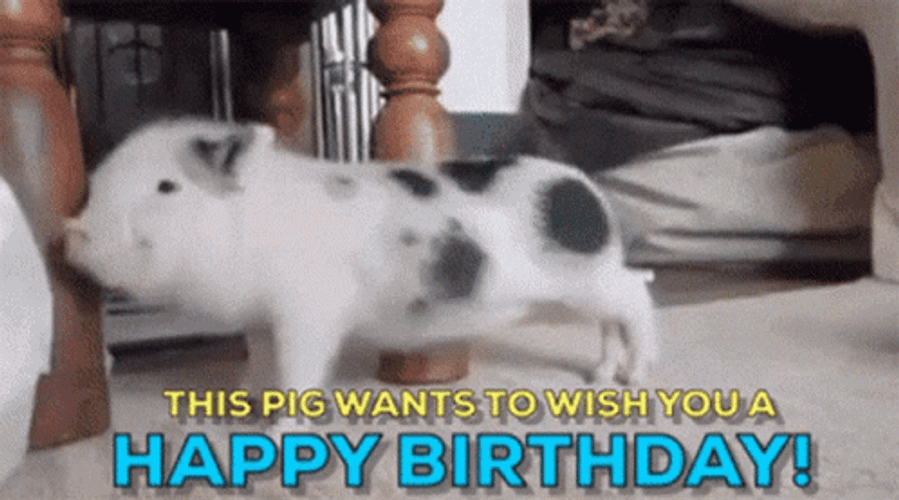 Happy Birthday Greeting Animal Pig Wish GIF