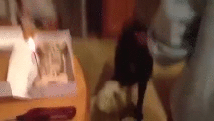 Happy Birthday Happy Dog GIF
