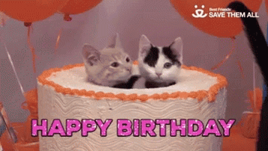 Happy Birthday Party Animal Cake Kittens GIF