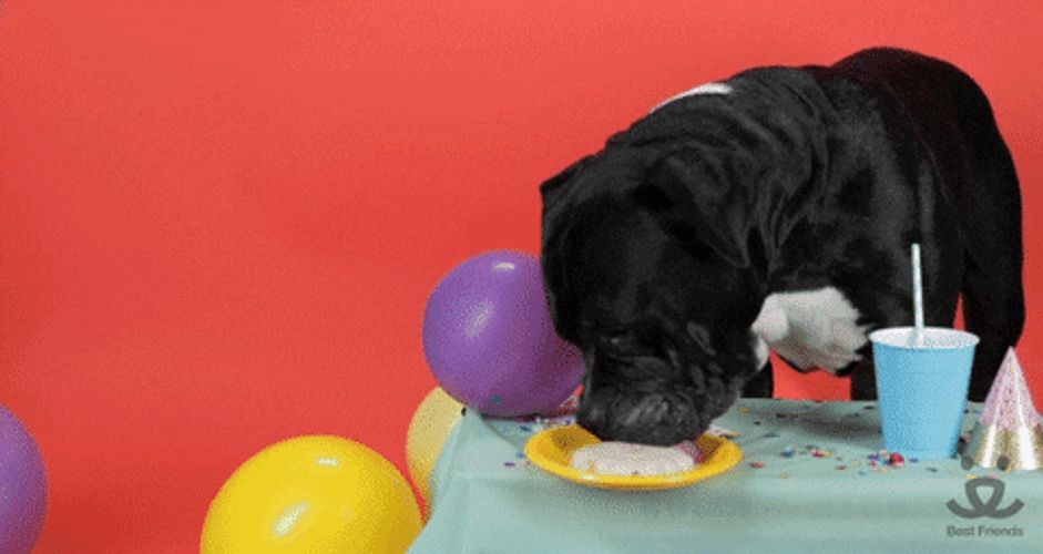 Happy Birthday Party Animal Dog Eating GIF
