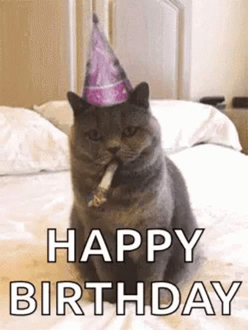 Happy Birthday Party Tooter Cat GIF