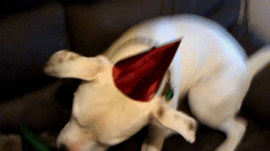 Happy Birthday Playing Dogs GIF