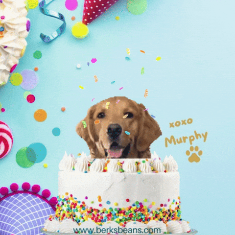 Happy Birthday Ptsd Dog GIF