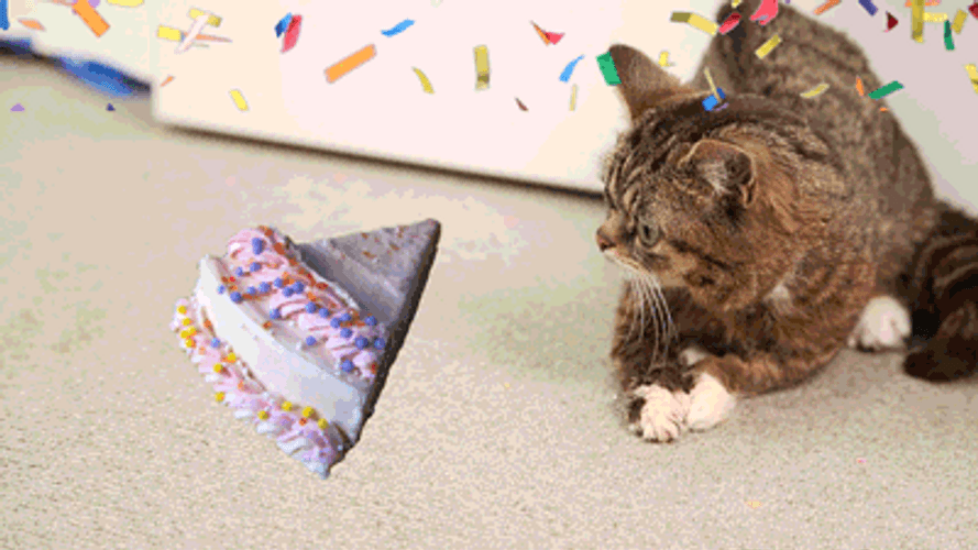 Happy Birthday Shy Cat GIF