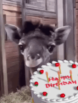 Happy Birthday Sister Funny Meme Giraffe Tongue Out GIF