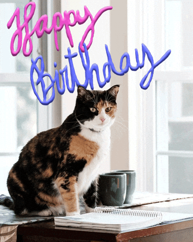 Happy Birthday Sister In Law Funny Curious Cat Meme GIF