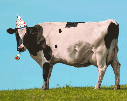 Happy Birthday Sister In Law Funny Fat Cow Meme GIF