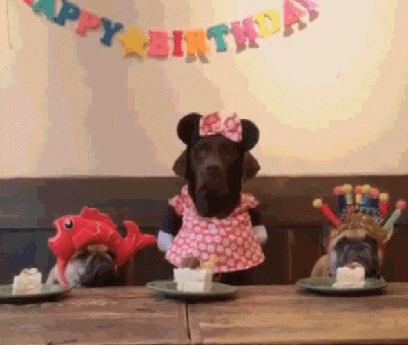 Happy Birthday Three Dogs Eating Cake GIF