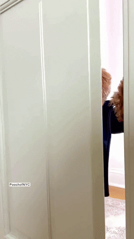 Happy Birthday To Me Puppy Party GIF