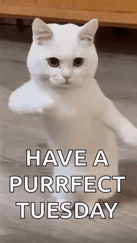 Happy Blessed Tuesday Dancing White Kitty GIF