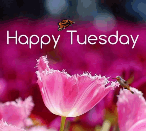 Happy Blessed Tuesday Pink Flowers GIF