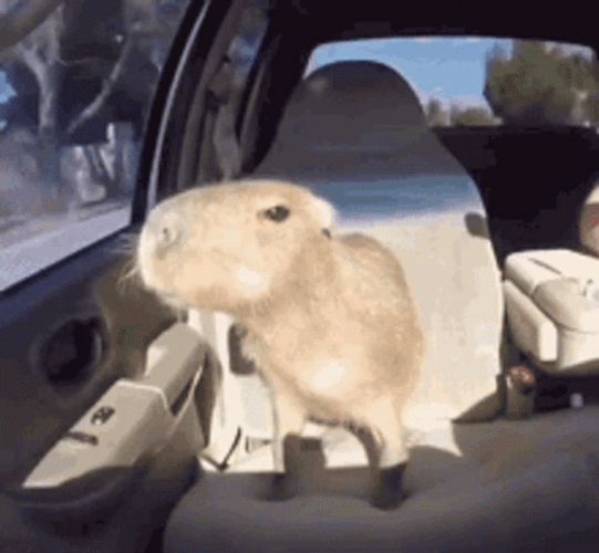 Happy Capybara Joy Riding GIF