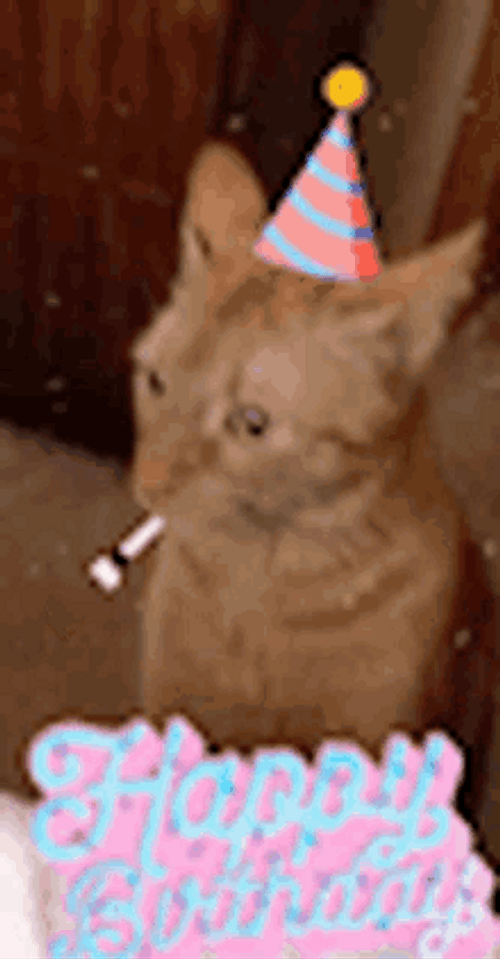 Happy Cat Bored Happy Birthday Celebration GIF