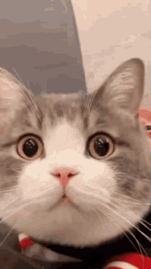 Happy Cat Cute Stare Petting Head GIF