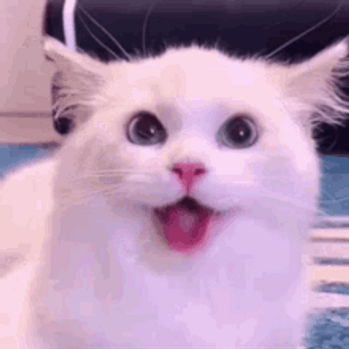 Happy Cat Cute Tongue Out GIF