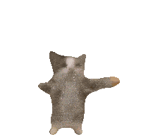 Happy Cat Dance Sticker GIF