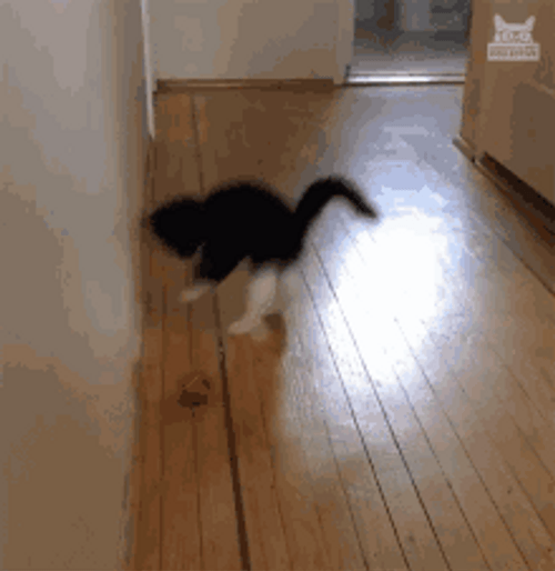 Happy Cat Excited Floor Jumping GIF