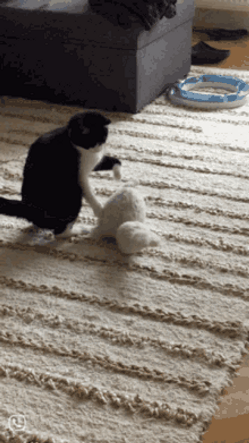 Happy Cat Excited Play Jumping GIF