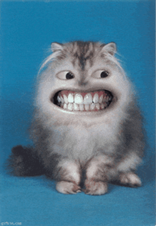 Happy Cat Funny Big Awkward Smile Face GIF